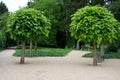 It is a low tree, with large leaves. The heart-shaped leaves are light to medium green. The tree maintains a broadly spherical, co