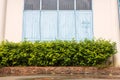 Low view background of a small hedge wall on a brick wall niche close to an old blue wooden window Royalty Free Stock Photo