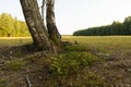 Low view on a lonely birch tree on russian countryside