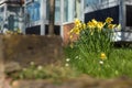 Bunch of yellow daffodils in a garding during spring