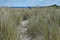 View through long grass on sand dunes at Findhorn Beach, Moray Coast, Scotland