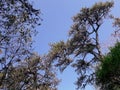 Low view pine trees branches blue sky green leaves