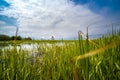 Low view of pond between the reeds with a coastal structure in the distance Royalty Free Stock Photo