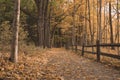 Low View of Walking Path in the Forest During the Fall Royalty Free Stock Photo