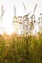 Low view on wild growing grass during sunset