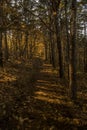 Low sunlight casting rays and shadows between trees in forrest