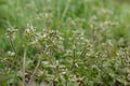 Low and wide angle closeup on sticky mouse-ear or clammy chickweed, Cerastium glomeratum