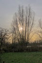 low winter sun behind the branches of a willow tree in the marsh