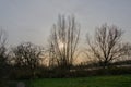 low winter sun behind willow trees in the marsh