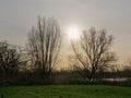 low winter sun behind willow trees in the marsh