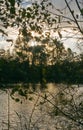 low winter sun over a forest lake in the flemish countryside Royalty Free Stock Photo