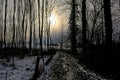 Low winter sun over a iinter forest in the flemish countryside Royalty Free Stock Photo