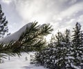 Low winter Sun shines through the of pine tree branch with the cone covered by fresh snow after night snowfall, bokeh photo of Royalty Free Stock Photo