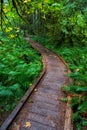 A low wooden bridge acts as a trail bending left in the Hoh rain forest Royalty Free Stock Photo