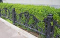 A low wrought iron fence design in front of a neatly cut boxwood hedge, neatly pruned bush wall Royalty Free Stock Photo