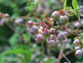 Lowbush blueberry Royalty Free Stock Photo