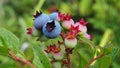 Lowbush blueberry