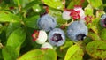 Lowbush blueberry