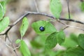 Lowbush Blueberry in woods Royalty Free Stock Photo