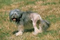 LOWCHEN OR LITTLE LION DOG, ADULT STANDING ON GRASS