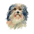 Lowchen, Little Lion Dog portrait