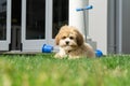 Lowchen puppy on green grass