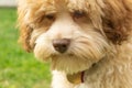Lowchen puppy portrait