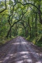 Lowcountry Dirt Road with Oak Trees to Botany Bay Plantation in Edisto Island