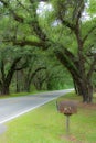 Lowcountry Roads