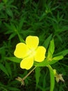 Lowcountry Yellow Wildflower