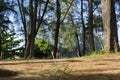 Lower angle shot, under the trunk of sea oak tree Casuarina equ