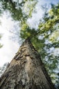 Lower angle shot, under the trunk of sea oak tree Casuarina equ