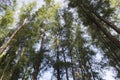 Lower angle shot, under the trunk of sea oak tree Casuarina equisetifolia park Royalty Free Stock Photo