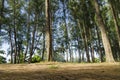 Lower angle shot, under the trunk of sea oak tree Casuarina equisetifolia park