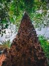 Lower angle upshot of a woody tree