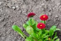 The lower arrangement, Colorful bouquet flowers