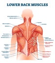 Lower back muscles labeled educational anatomical scheme vector illustration Royalty Free Stock Photo