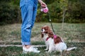 Lower body part, legs of woman, wearing blue jeans and white sneakers, holding small dog on a leash. Walking with cavalier king Royalty Free Stock Photo