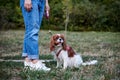 Lower body part, legs of woman, wearing blue jeans and white sneakers, holding small dog on a leash. Walking with cavalier king Royalty Free Stock Photo