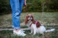Lower body part, legs of woman, wearing blue jeans and white sneakers, holding small dog on a leash. Walking with cavalier king Royalty Free Stock Photo