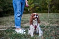 Lower body part, legs of woman, wearing blue jeans and white sneakers, holding small dog on a leash. Walking with cavalier king Royalty Free Stock Photo