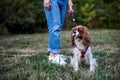 Lower body part, legs of woman, wearing blue jeans and white sneakers, holding small dog on a leash. Walking with cavalier king Royalty Free Stock Photo