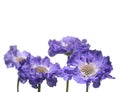 Lower border of blue Scabious Royalty Free Stock Photo