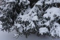 Lower branches of blue spruce covered with snow Royalty Free Stock Photo