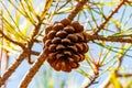 Lower closeup of a dried pine cone hanging on a branch of a tree Royalty Free Stock Photo
