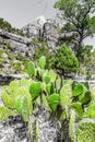 The Lower Emerald Pool Trail in Zion National Park Royalty Free Stock Photo