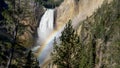 Lower falls with a rainbow and pine trees at yellowstone Royalty Free Stock Photo
