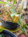 The Lower-Intermediate Pitcher of Nepenthes gracilis Squat Form Royalty Free Stock Photo