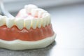 Lower jaw dental model Royalty Free Stock Photo