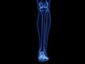 the lower leg bones Royalty Free Stock Photo